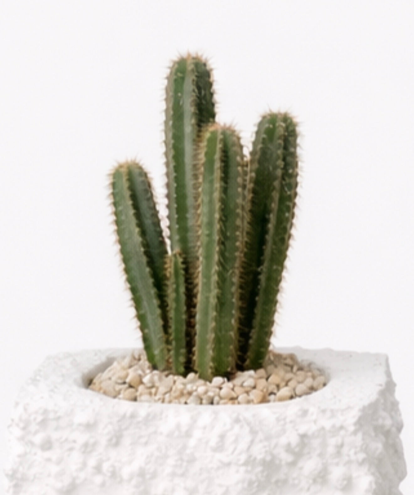 Plaster Textured Plinth Planter