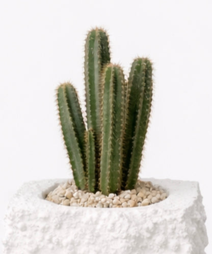 Plaster Textured Plinth Planter